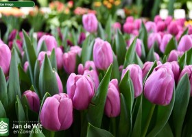 Tulipa Imago (2)